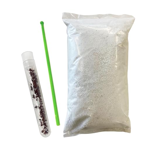 Insect Lore Ant Habitat Refill - 25 Live Ants and Refill Sand - Native Western Harvester Ants