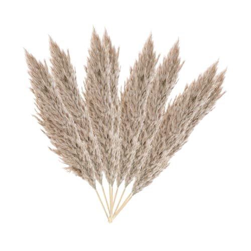 Ramo de Flores Secas Reed 15 piezas con Caja para Decoración miniatura 7
