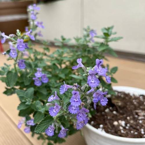 550 piezas semillas de gatera orgánicas decorativas semillas de silvestres pradera, resistentes para jardín,