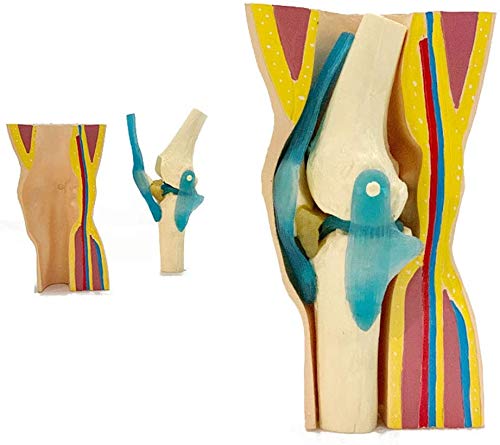 Sjdopulse Human Knee Model, Knee Joint Ligament Muscle Foreskin Demonstration Model, Used For Medical Education And Doctor-Patient Communication
