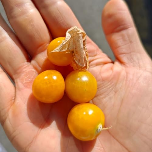 semillas de physalis organicas - bosque andinos - Arbustos resistentes, ación, frescos, Uchuva, physalis paeruviana, Decoración, 250pcs