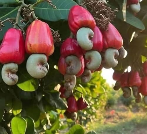 Image of All-Time 12 Months Hybrid GRAFTED Live Fruit Plant Original & Authentic Organic Tree for Outdoor Fast-Growing Fruit Plant Home Gardens Pack Of-1 (Kaju(Cashew) Dry Fruit Plant, Medium)