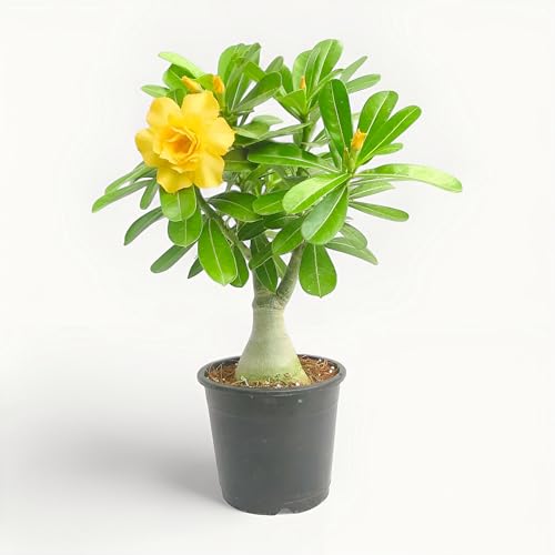 Yellow Adenium Live Flowering Plant | Healthy Desert Rose Bonsai ...