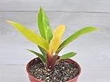 Prince of Orange Philodendron Plant Live Rare Houseplant in 3' Pot by 3exoticgreen Fully Rooted