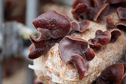 Japanese Kikurage Powder 1Kg For Professional Use. 1G Provides 40㎍ Of Vitamin D Per Day! #TOP3