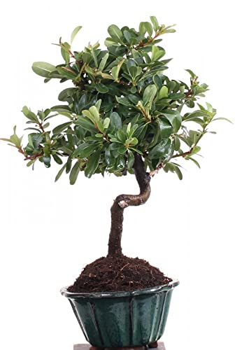 Bonsai - Pyracantha spec, Feuerdorn 205/22 - Image 6