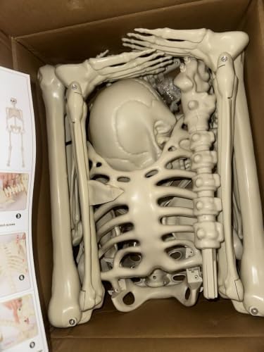 Realistic Human Bones, Durable Indoor/Outdoor - 1