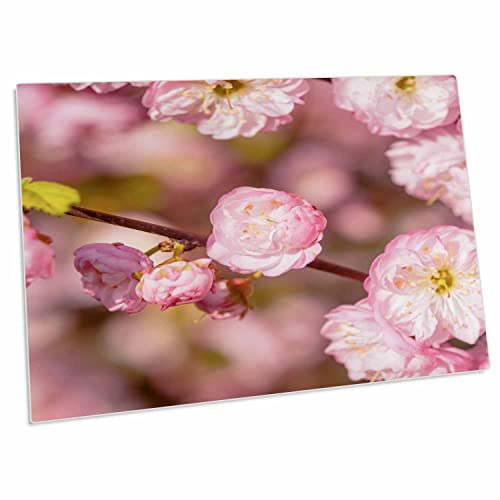 3dRose Prunus Triloba - Pad para escritorio 23x16 pulg miniatura 1