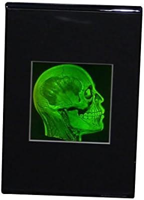 Brain/Skull (Anatomically Accurate) hologram Deskstand, Photopolymer Film