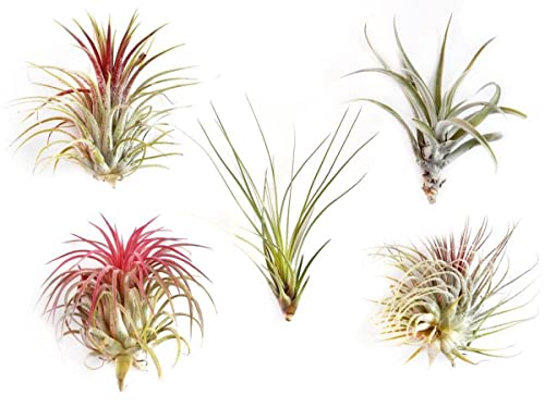 Set de 5 Plantas del Aire Vivas Plantas Naturales para Casa, DECOALIVE