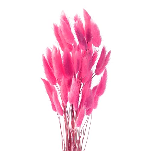 Diyxisk Pampa Séchées Naturelle Décoration,50 pcs la Queue de Lapin Bouquet Boheme Fleurs Séchées,Convient pour Vase Table de Mariage Chambre Décoration D'Intérieur Accessoires（Rouge Rose Profond）