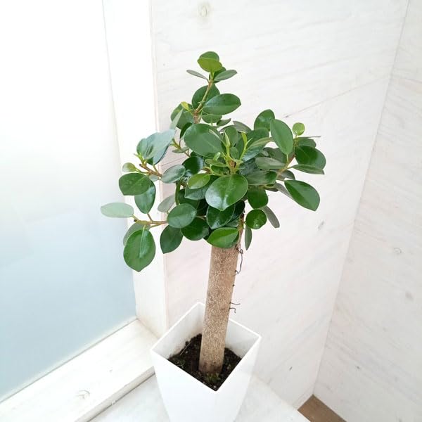 Amazon｜ガジュマル：パンダガジュマル 6号鉢植え*[かわいい植物