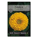 Sow Right Seeds - Canary Bird Zinnia Seed for Planting Flowers Outdoors