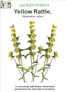 Goren Farm's Yellow Rattle Seed, 20g, 6000 Seeds approximatly. 2023 Harvest
