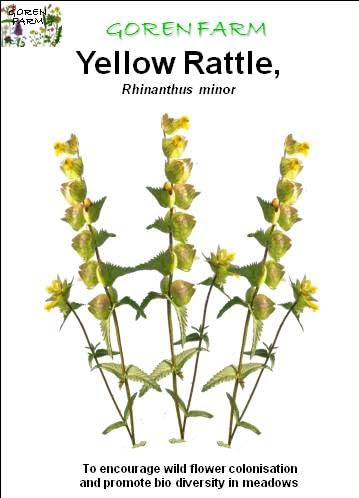 Goren Farm's Yellow Rattle Seed, 20g, 6000 Seeds approximatly. 2023 Harvest