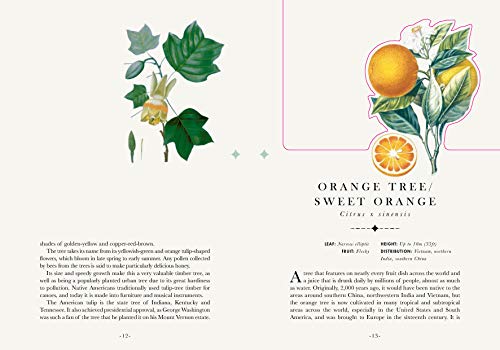 The Tree: The Book that Transforms into a Work of Art