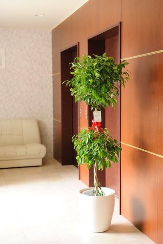 値引きする 送料無料 観葉植物 ベンジャミン リッチ ダブル 10号 バスケット鉢カバー付 花言葉カード付 プレゼント フラワーギフト 開店祝い 開業祝い 開院祝い 開局祝い 移転祝い 上場祝い 新築祝い 大決算売り尽くし Www Edworks Co In