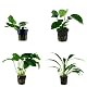 Anubia Tropica Set mit 4 Topfpflanzen für das Aquarium