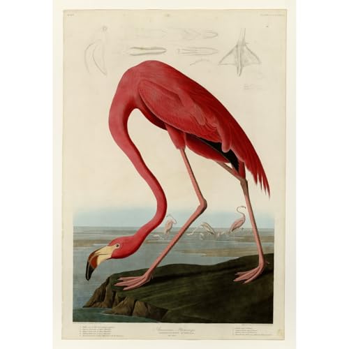 Flamant rose américain Audubon de 101,6x127 cm pour grand salon chic