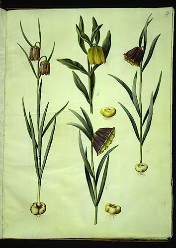 Lienzo decorativo premium de Hans Simon Holtzbecker en 60x90cm