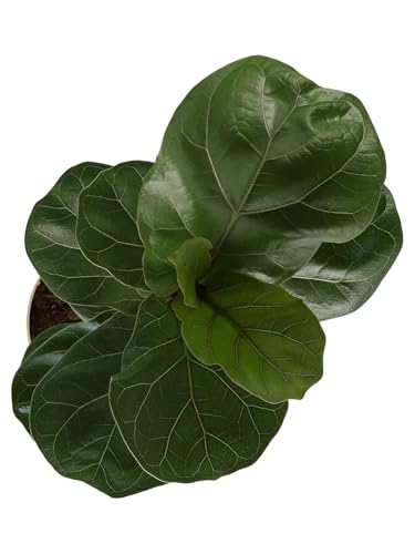 Image of Kayra Decor 2.5 Feet Artificial Fiddle Leaf Fig Plant for Home Decor