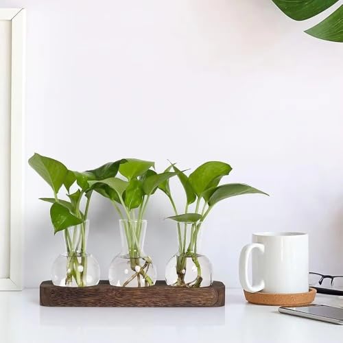 Jarrón de cristal de alta transparencia para cultivo hidropónico y decoración de diseño 5