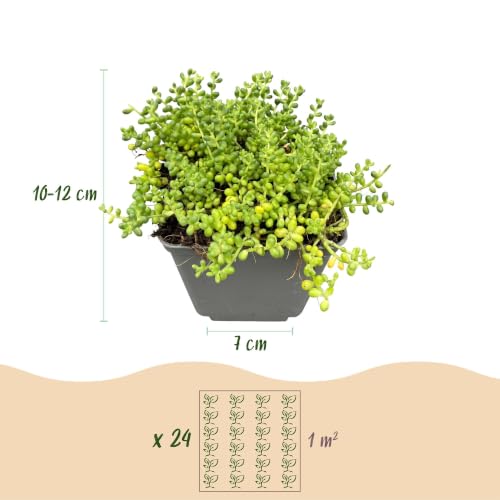 Green boutiQ - 12x Alpine mix - Mélange alpin - Divers - Vivace - Ø7cm - 10-12cm – vue 2