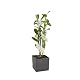 Asiatische Traubenorchidee – Dendrobium nobile, 40-50 cm hoch, 1 Pflanze