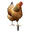Déco Jardin Poule Acrylique 2D – Statue Poulet Réaliste Extérieur – Ornement Poulailler Cour & Pelouse – Cadeau Amoureux Des Poules