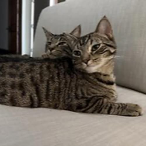 Episode 3090 - The Scott Adams School 02/09/26