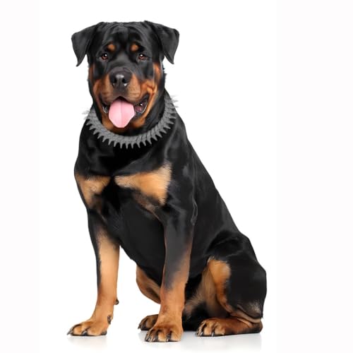 Collier pour chien avec chaîne en argent anti-ternissement