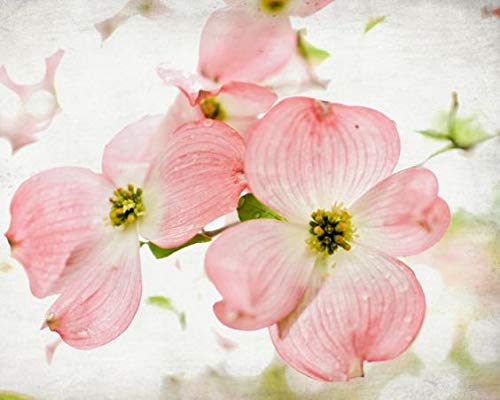 EXOTIC10 PINK DOGWOOD TREE SEEDS SHOWYrare #1193A EXOTIC10 PINK DOGWOOD TREE SEEDS SHOWYrare #1193A