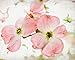 *EXOTIC*10 PINK DOGWOOD TREE SEEDS* SHOWY*rare* #1193A