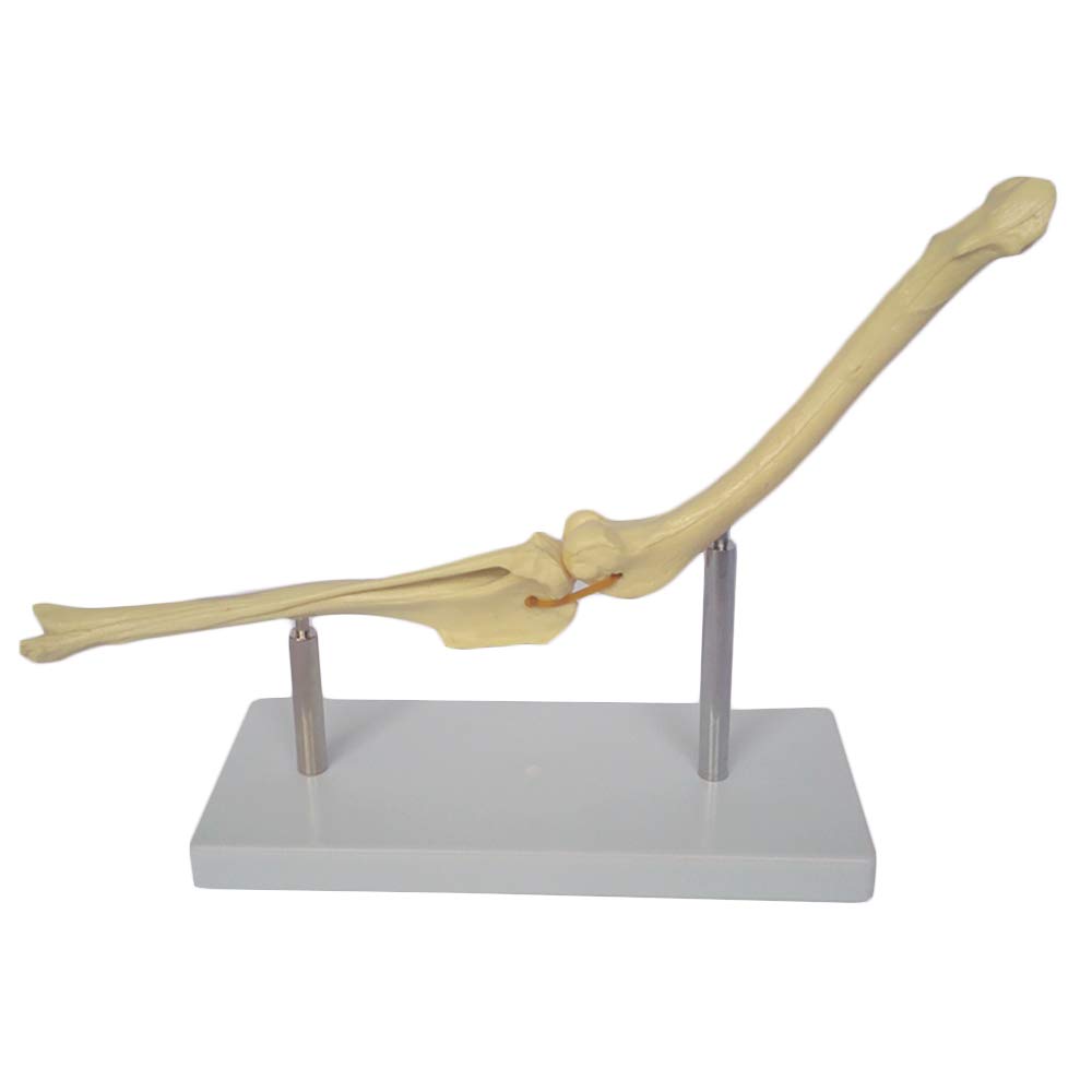 Sjdopulse White Dog Skeleton Bone Model - Dog Knee Joint Bone Model Femur And Tibia Model - For Veterinary Students Learn Teaching Aids Demonstration Study