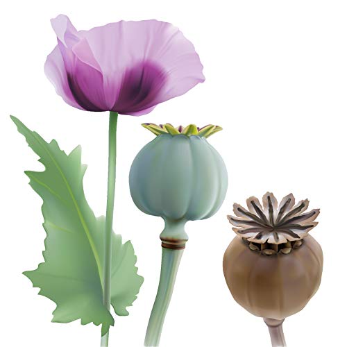 Earthcare Seeds Giant Poppy 500 Seeds (Papaver Somniferum Giganteum) Heirloom - Open Pollinated #TOP4