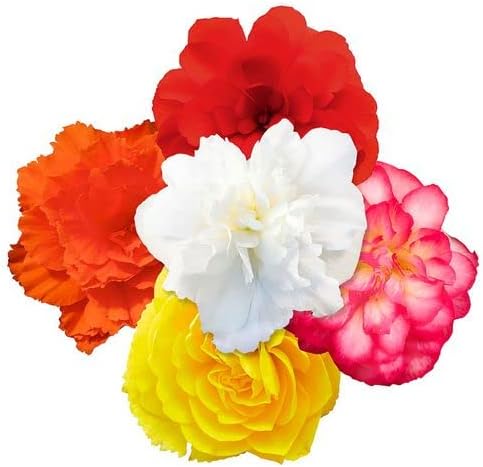 Vista 11 de Park Seed Hula Red & White Mix Begonia Seeds – Paquete de 10 semillas, flores rojas y blancas vibrantes, hábito de arrastre, perfectas para colgar