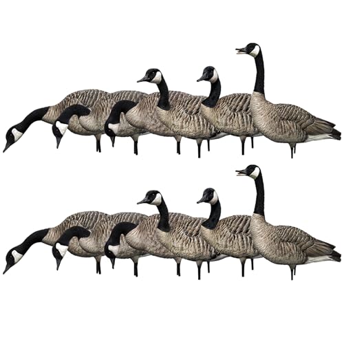 Avian X AXP Honkers Fusion Pack Full Body Canada Goose Decoys with Ultra Realistic Paint, Flocked Heads, 1 Sentry, 2 Walkers, and 3 Feeders, Set of 12