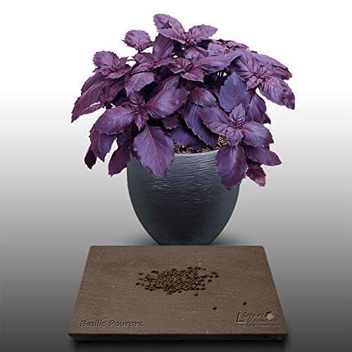 100 graines Aromatiques à semer - Le Grenier d'Abondance - BASILIC Pourpre - Ocimum basilicum purpurascens