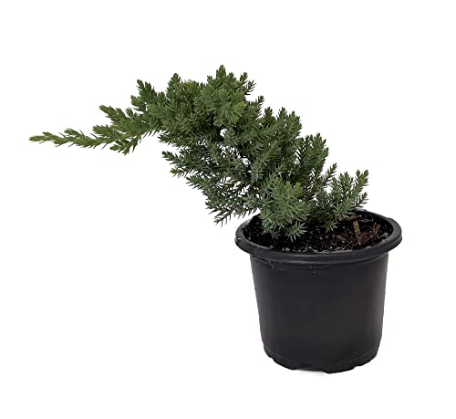 Japanese Juniper Bonsai Tree - 4' Pot - Juniperus procumbens - Nana