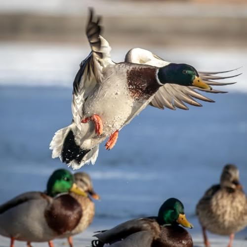 『E524 - Better Shot, Better Hunter - Conversations From Duck Camp In Saskatchewan, Canada』のカバーアート