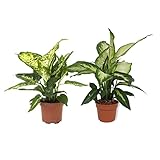 Planta Dieffenbachia Compacta + Planta Dieffenbachia Camilla Plantas Naturales de Interior