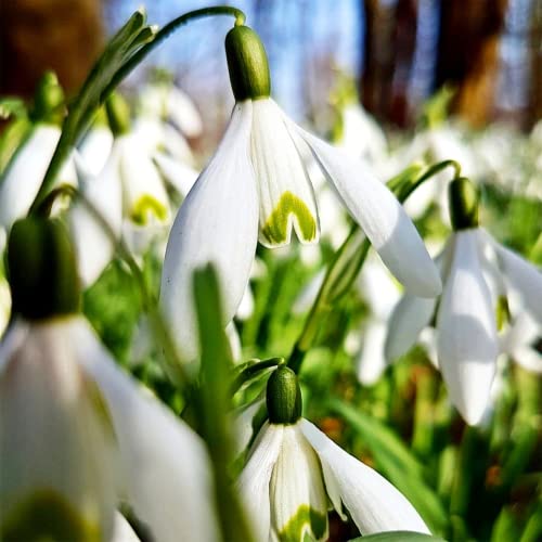 Yegaol Garden 50Pcs Snowdrop Seeds Galanthus Nivalis Seeds Hardy Low Maintenance Deer & Rabbit Resistant Perennial Indoor Beds Border Plant Ground Covers Flower Seeds #TOP5