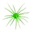 Green flash