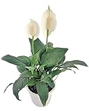 Spathiphyllum Planta de Interior Natural con Flores Blancas