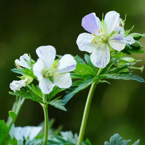 Semi di Geranio, copertura del terreno Geranio wilfordii, serre da balcone semi di da balcone resistenti da giardino roccioso resistenti 550pcs