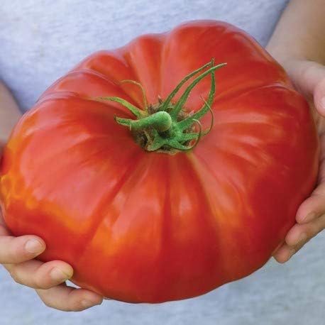 100 semillas de tomate Heirloom Beefsteak