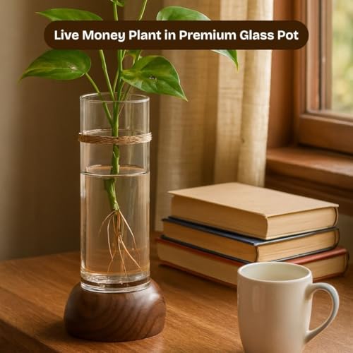 Mintoli Wooden & Glass Hydro Planter 20cm BloomHaus HydroTube Cylinder - Image 3