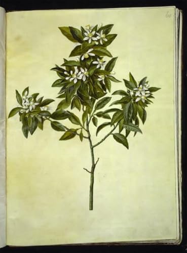 Affiche impression Citrus Aurantium Hans Simon Holtzbecker tableau vintage decoration maison 60x90