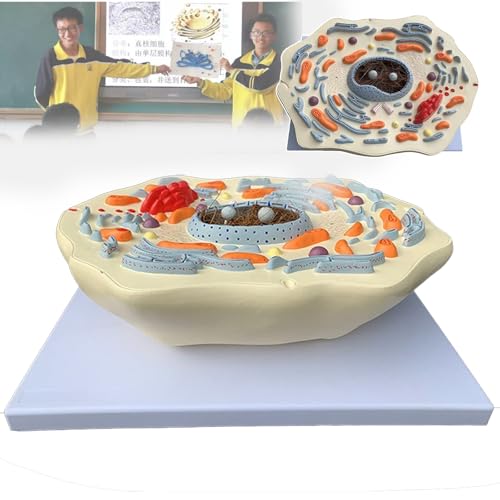 PLABNK Tierzellmodell - 43 × 19 × 30 cm, Anatomiemodell, Hoher Simulationsgrad, Leicht Zu Beobachten, Verbesserung Der Lerneffizienz, Leicht Zu Tragen, Für Studien, Forschungsinstitute,A