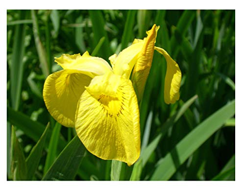 25 Iris pseudacorus Pond Plant marginal Early Bird Discount